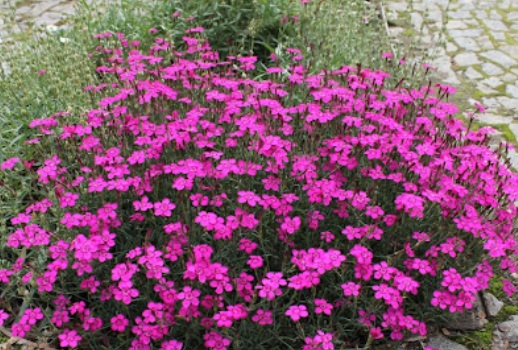 DIANTHUS deltoides Maiden Pink (1589)